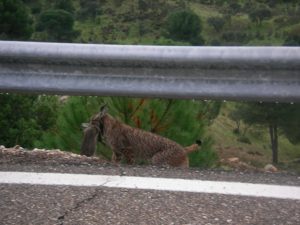 Los linces son atropellado en la carretera de la Dehesa de Abajo año tras año sin que nadie haga nada porque Confederación dice que la finca es de la Junta y la Junta que del Pueblo y el Pueblo que de la Diputación... incomprensible (Foto: Juanma Sáez)